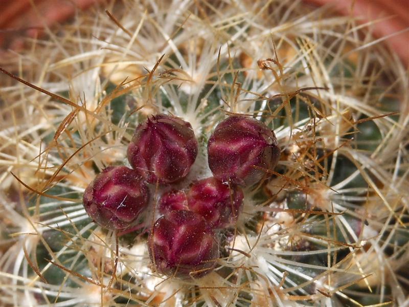 Turbinicarpus knuthianus 