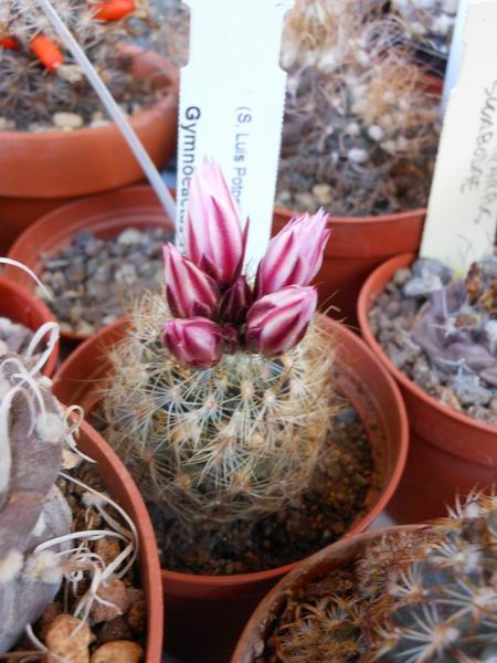 Turbinicarpus knuthianus 