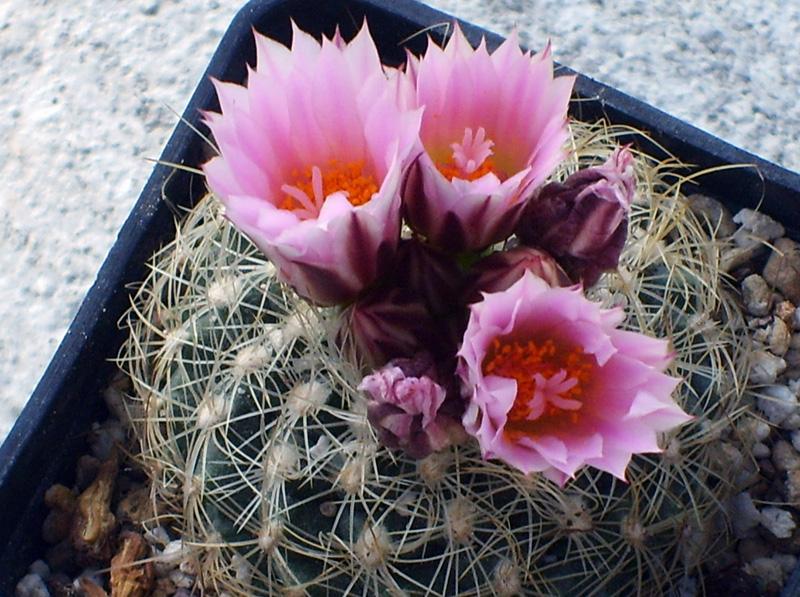 Turbinicarpus knuthianus 