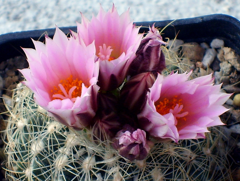 Turbinicarpus knuthianus 