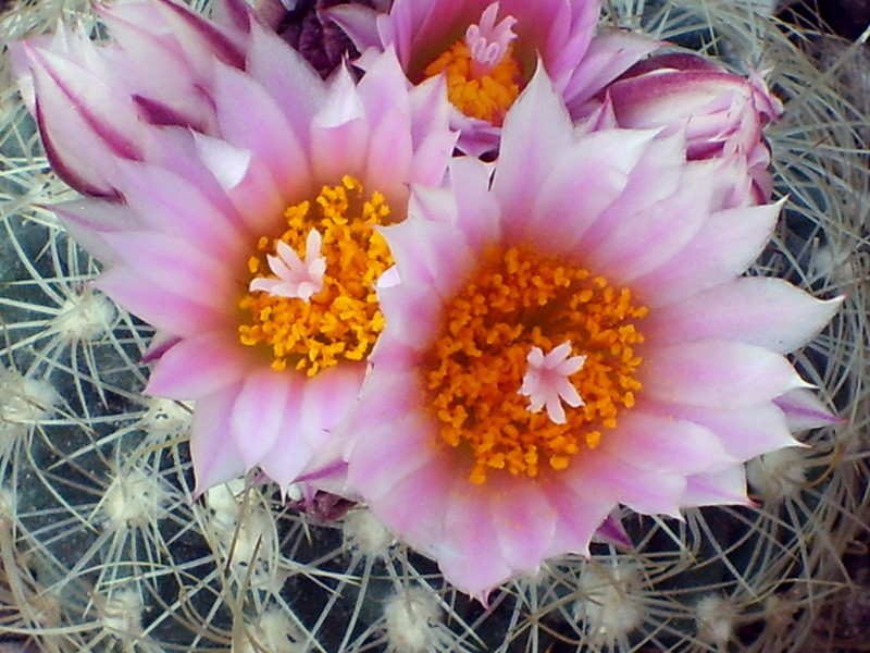 Turbinicarpus knuthianus 