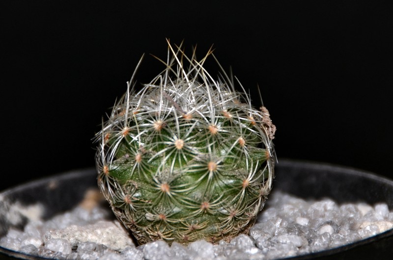 turbinicarpus knuthianus v. albispinus