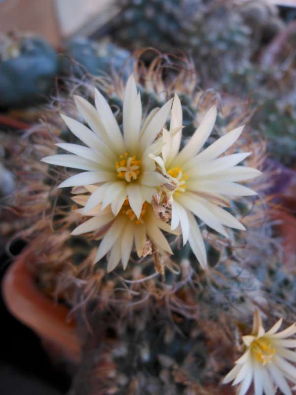 Turbinicarpus krainzianus 