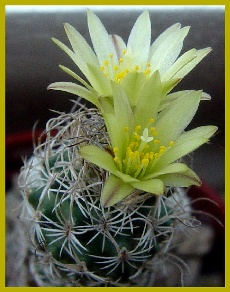 Turbinicarpus krainzianus v. minimus 