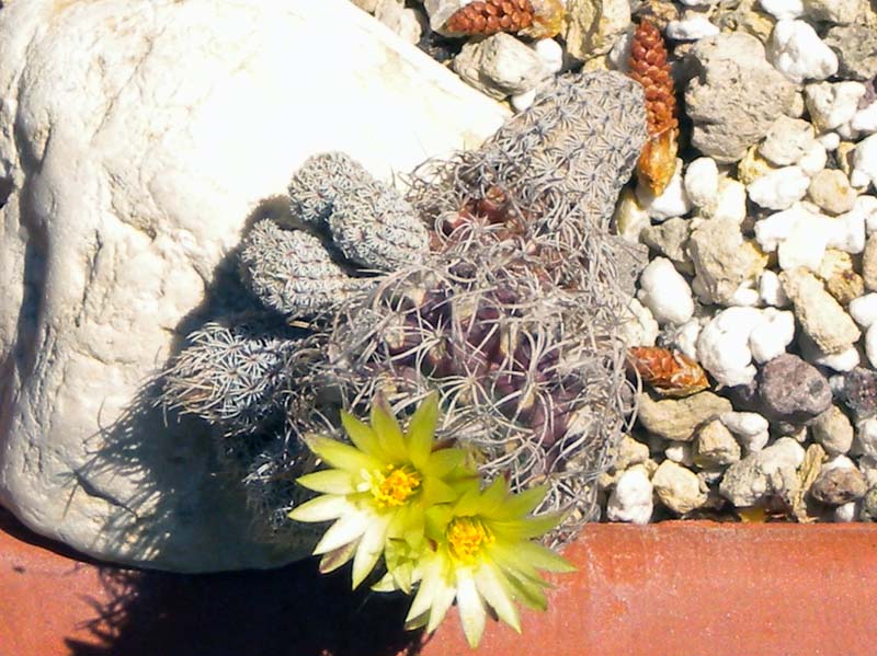 Turbinicarpus krainzianus v. minimus 