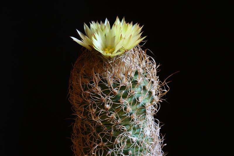 Turbinicarpus krainzianus v. minimus 