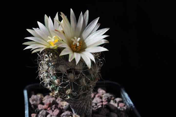 Turbinicarpus krainzianus v. minimus 