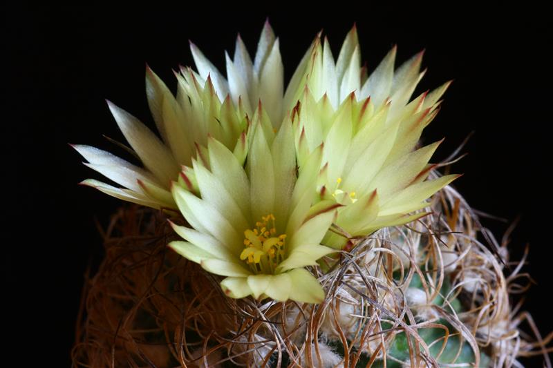 Turbinicarpus krainzianus v. minimus 