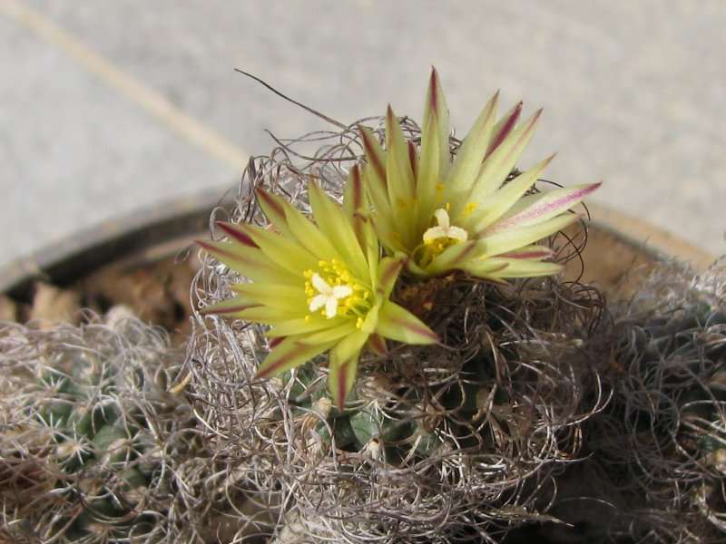 Turbinicarpus krainzianus v. minimus 