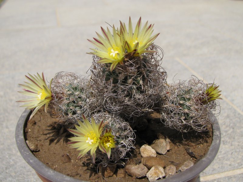 Turbinicarpus krainzianus v. minimus 