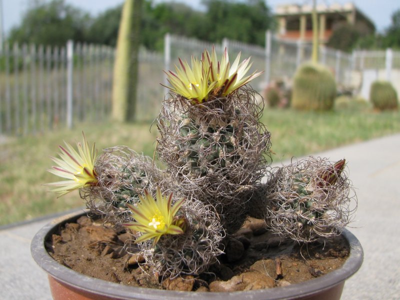 Turbinicarpus krainzianus v. minimus 