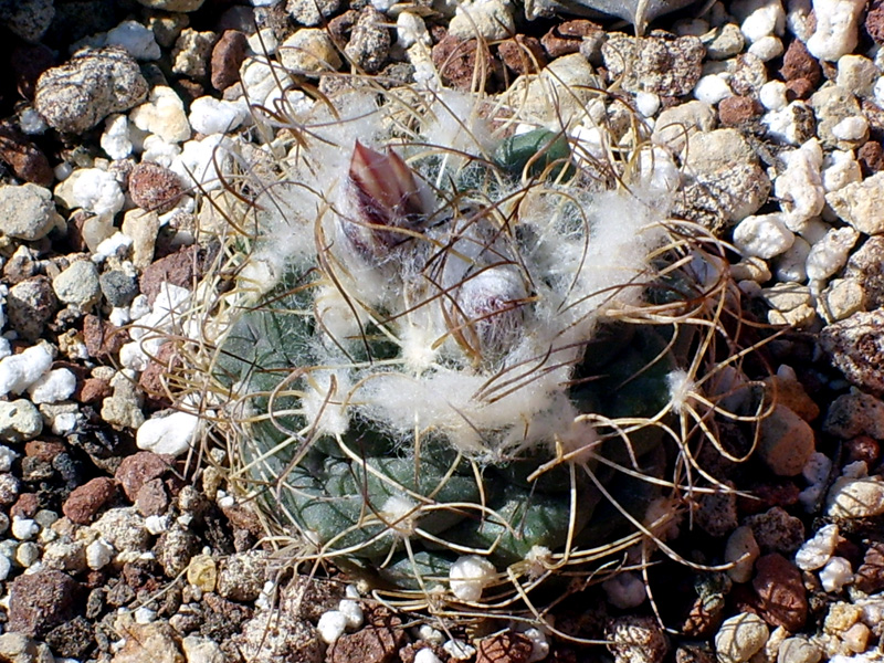 Turbinicarpus laui 