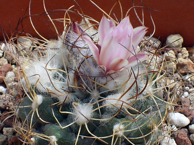 Turbinicarpus laui 