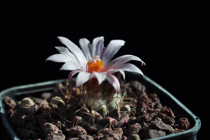 Turbinicarpus laui 
