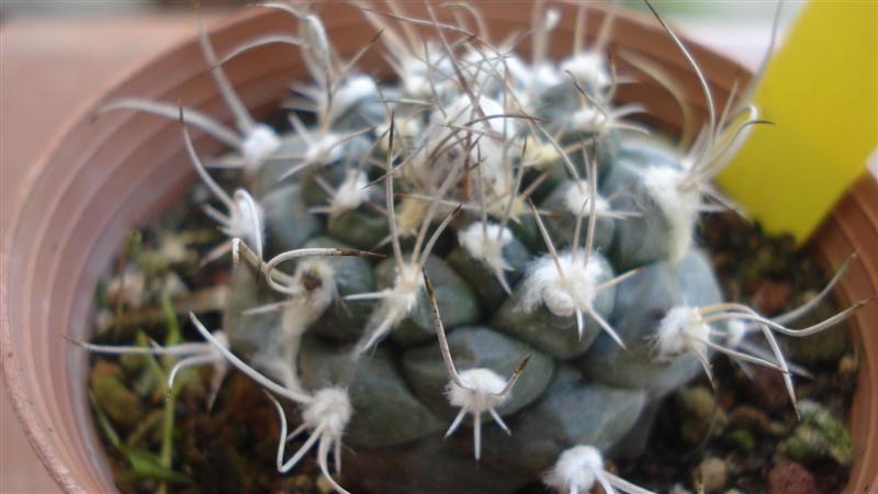 Turbinicarpus laui 