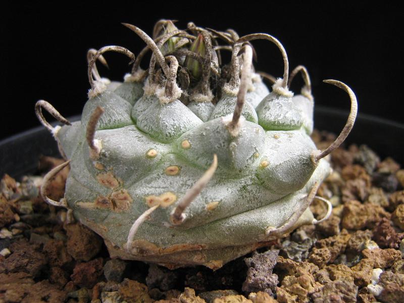 Turbinicarpus schmiedickeanus ssp. klinkerianus cv. lilinkeuiduus 