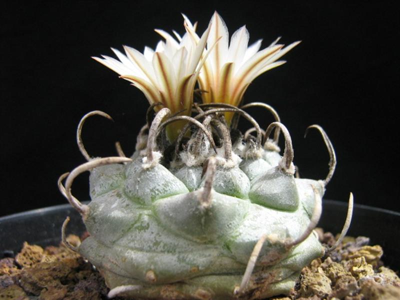 Turbinicarpus schmiedickeanus ssp. klinkerianus cv. lilinkeuiduus 