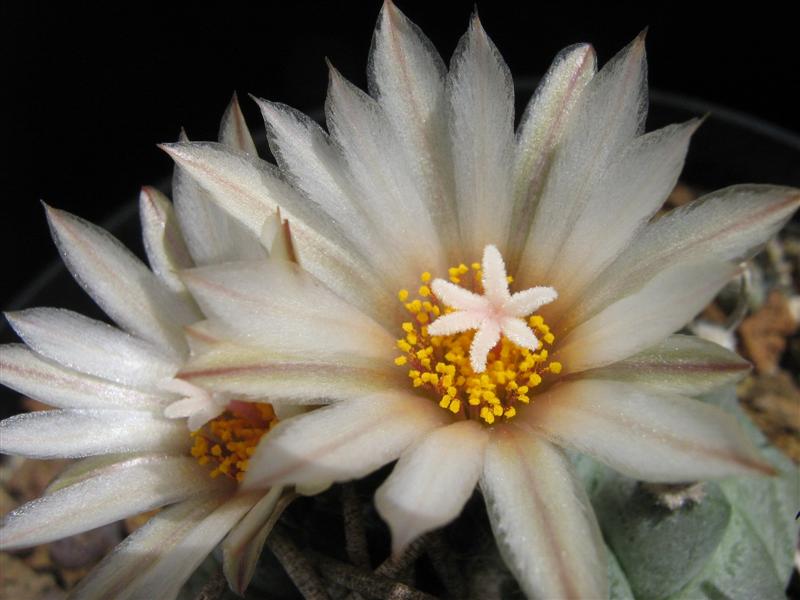 Turbinicarpus schmiedickeanus ssp. klinkerianus cv. lilinkeuiduus 