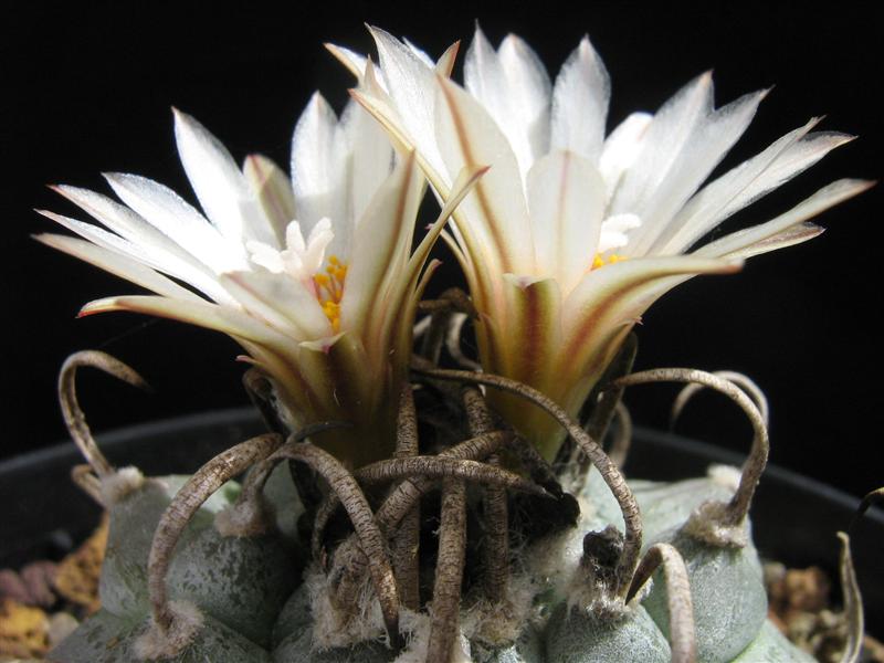 Turbinicarpus schmiedickeanus ssp. klinkerianus cv. lilinkeuiduus 