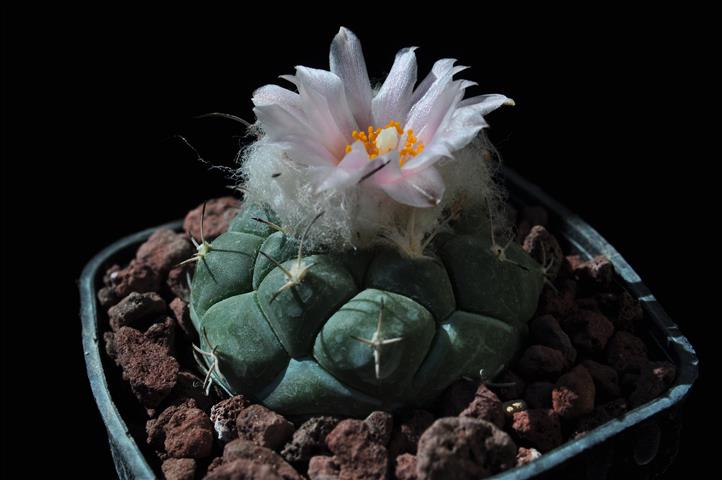 Turbinicarpus lophophoroides 