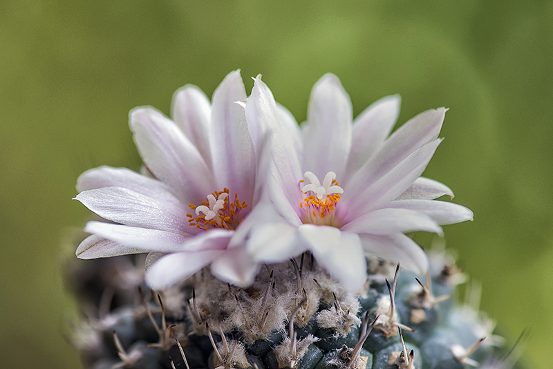 Turbinicarpus lophophoroides 