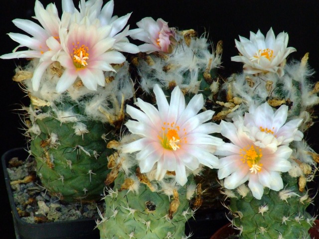 Turbinicarpus lophophoroides 