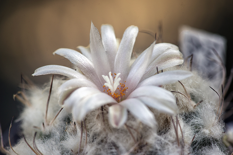 Turbinicarpus lophophoroides 