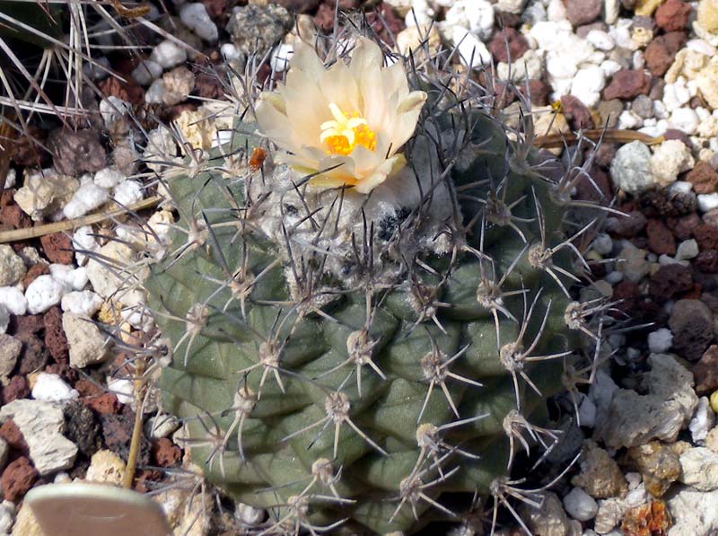 Turbinicarpus lophophoroides 