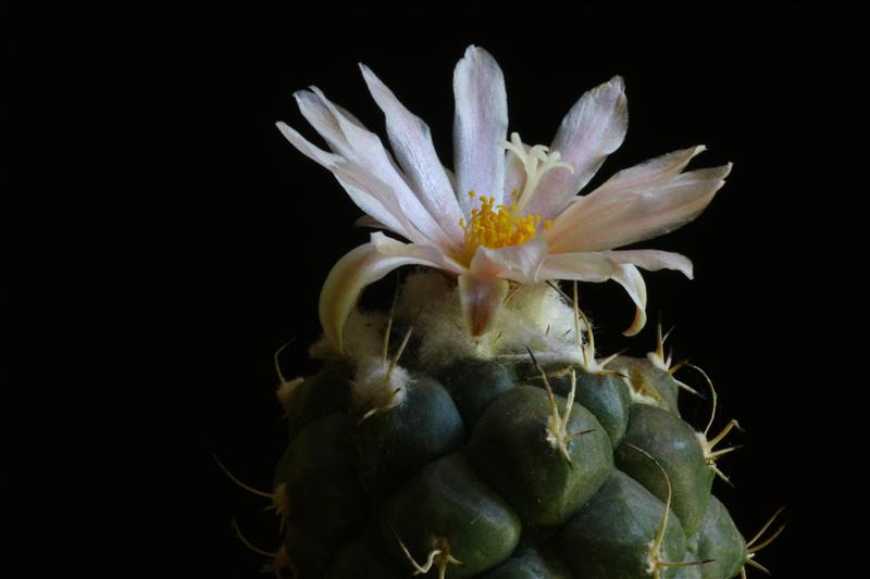 Turbinicarpus lophophoroides 