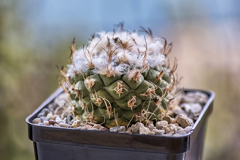 Turbinicarpus lophophoroides 