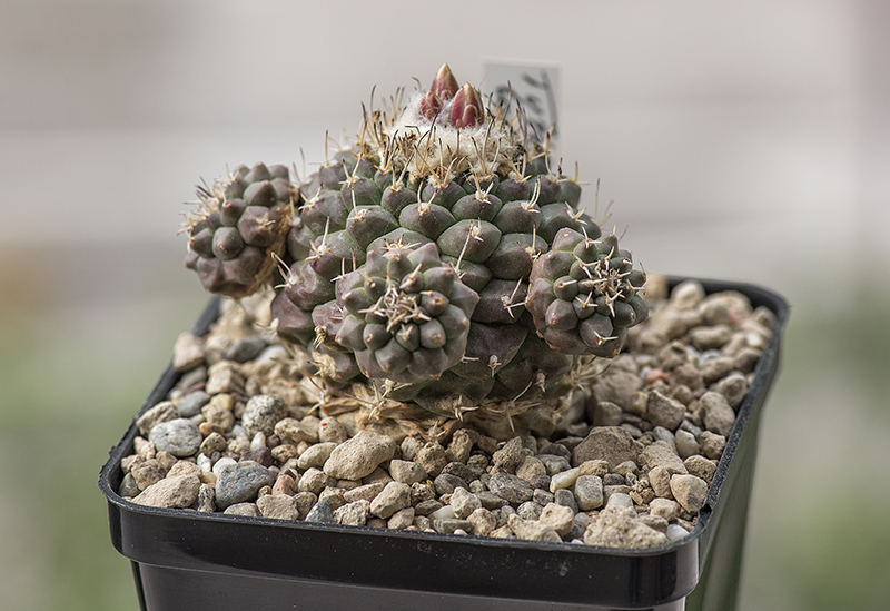 Turbinicarpus lophophoroides 