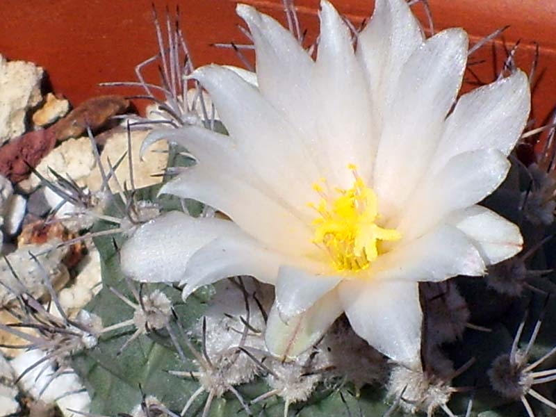 Turbinicarpus lophophoroides 