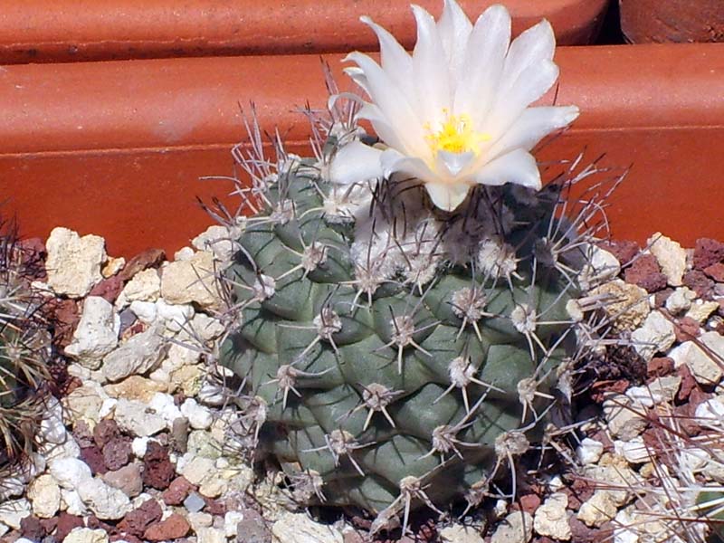 Turbinicarpus lophophoroides 