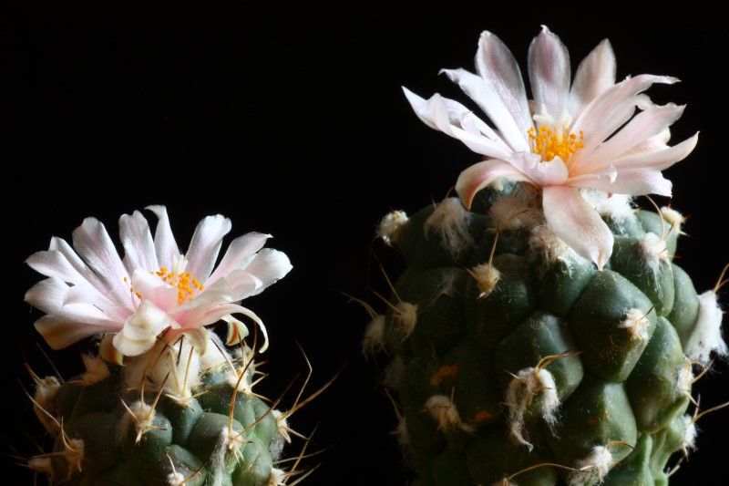 Turbinicarpus lophophoroides 