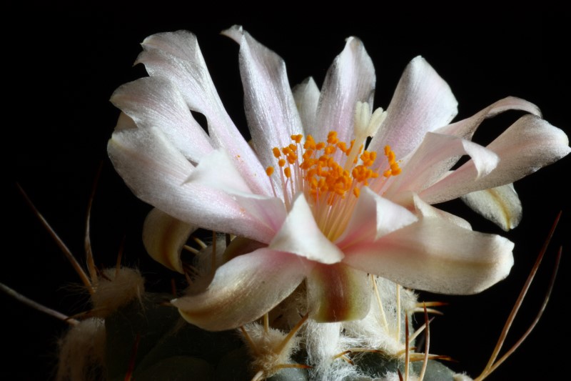 Turbinicarpus lophophoroides 