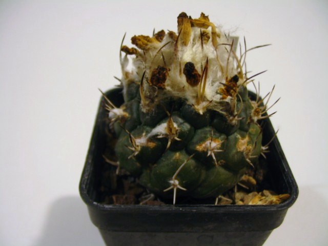 Turbinicarpus lophophoroides 