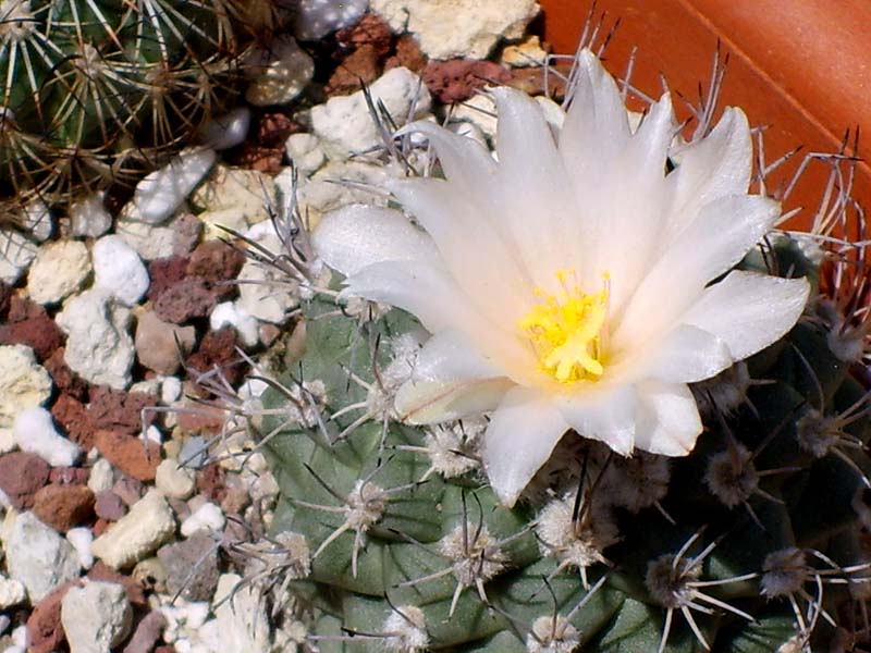 Turbinicarpus lophophoroides 