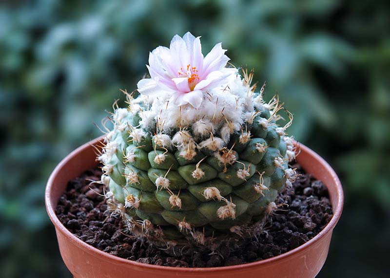 Turbinicarpus lophophoroides 