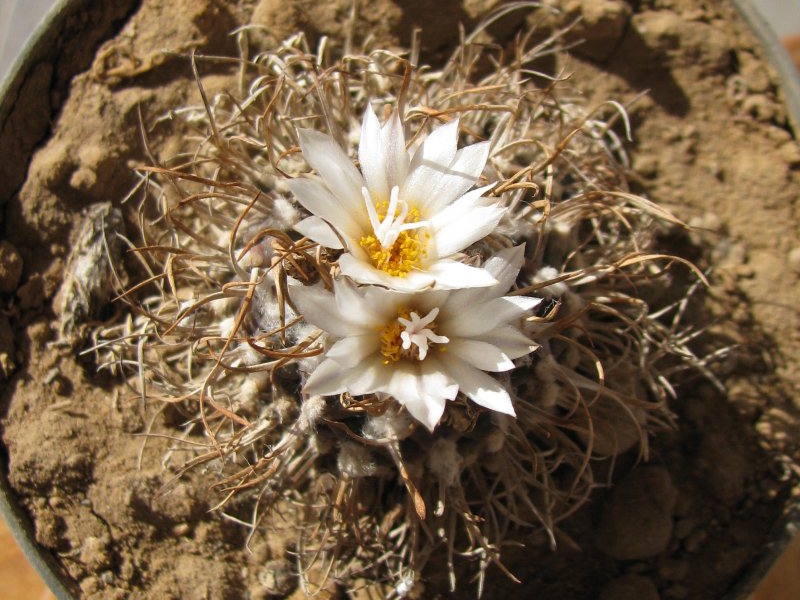 Turbinicarpus macrochele 