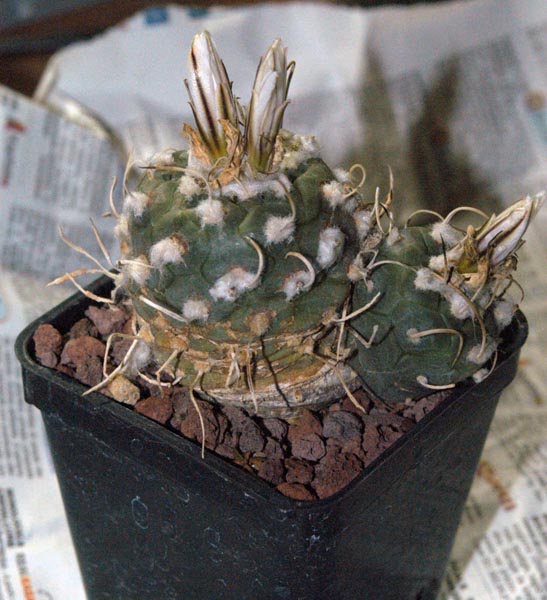 Turbinicarpus macrochele 