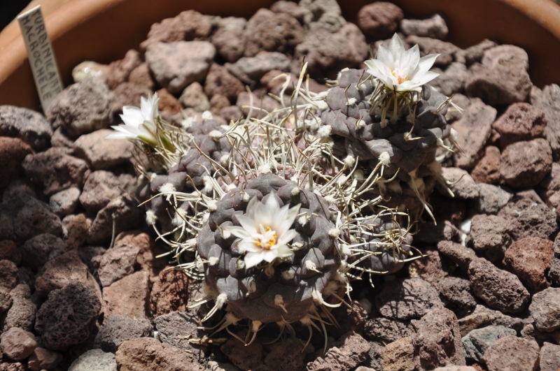 Turbinicarpus macrochele 