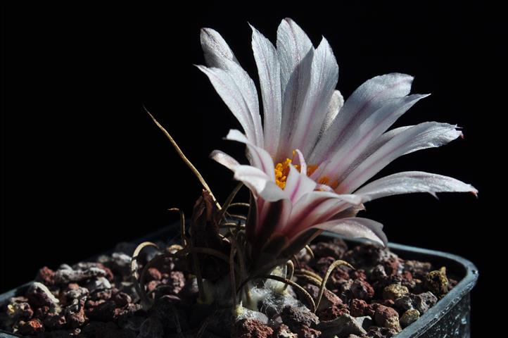 Turbinicarpus macrochele 