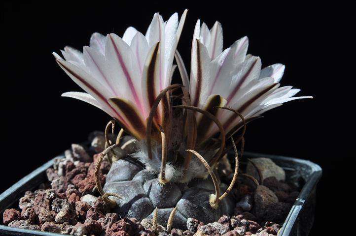 Turbinicarpus macrochele 