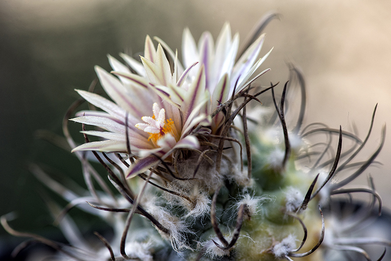 Turbinicarpus macrochele f. variegatus 