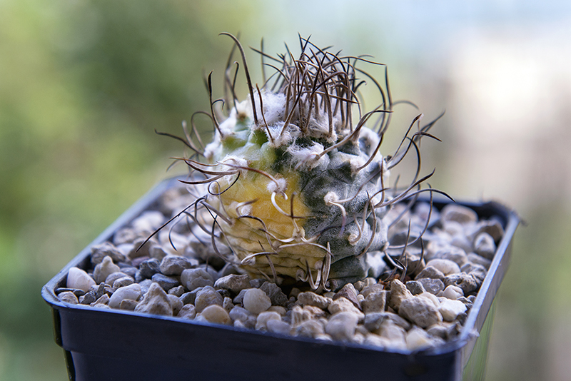 Turbinicarpus macrochele f. variegatus 