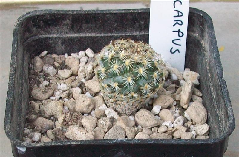 Turbinicarpus ysabelae 