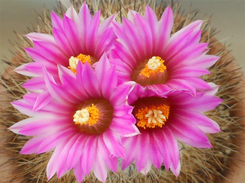 Turbinicarpus mandragora ssp. beguinii 