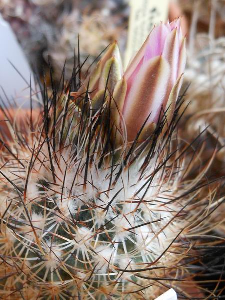 Turbinicarpus mandragora ssp. beguinii TCG 41025