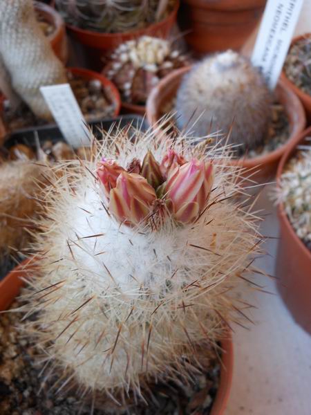 Turbinicarpus mandragora ssp. subterraneus 