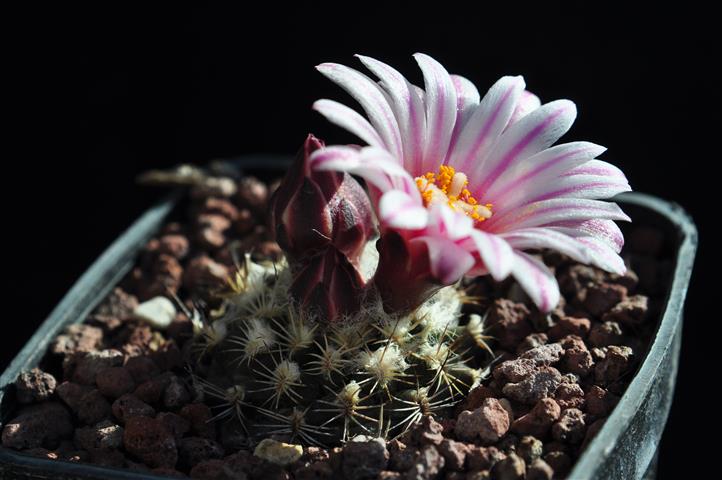 Turbinicarpus x mombergeri 